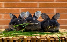 Rex rabbits for sale: Female & male otter mini rex  - Advert 10