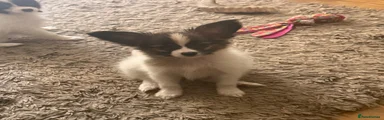 Puppy 2
