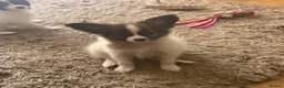 Papillon dogs for sale: KC Registered Male Papillon puppy for sale in Braintree - Advert 28