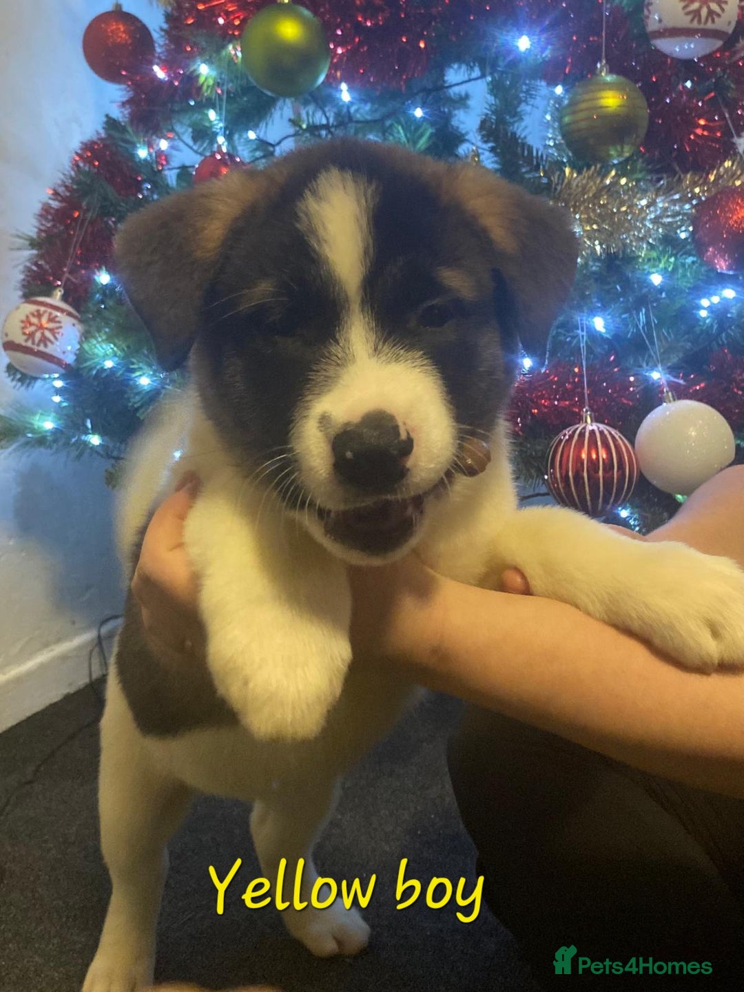 Akita dogs for sale: Ready to leave now. American Akita Puppies 🐾 - Advert 11