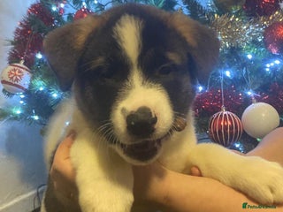 Akita dogs Ready to leave now. American Akita Puppies 🐾 - Advert 1