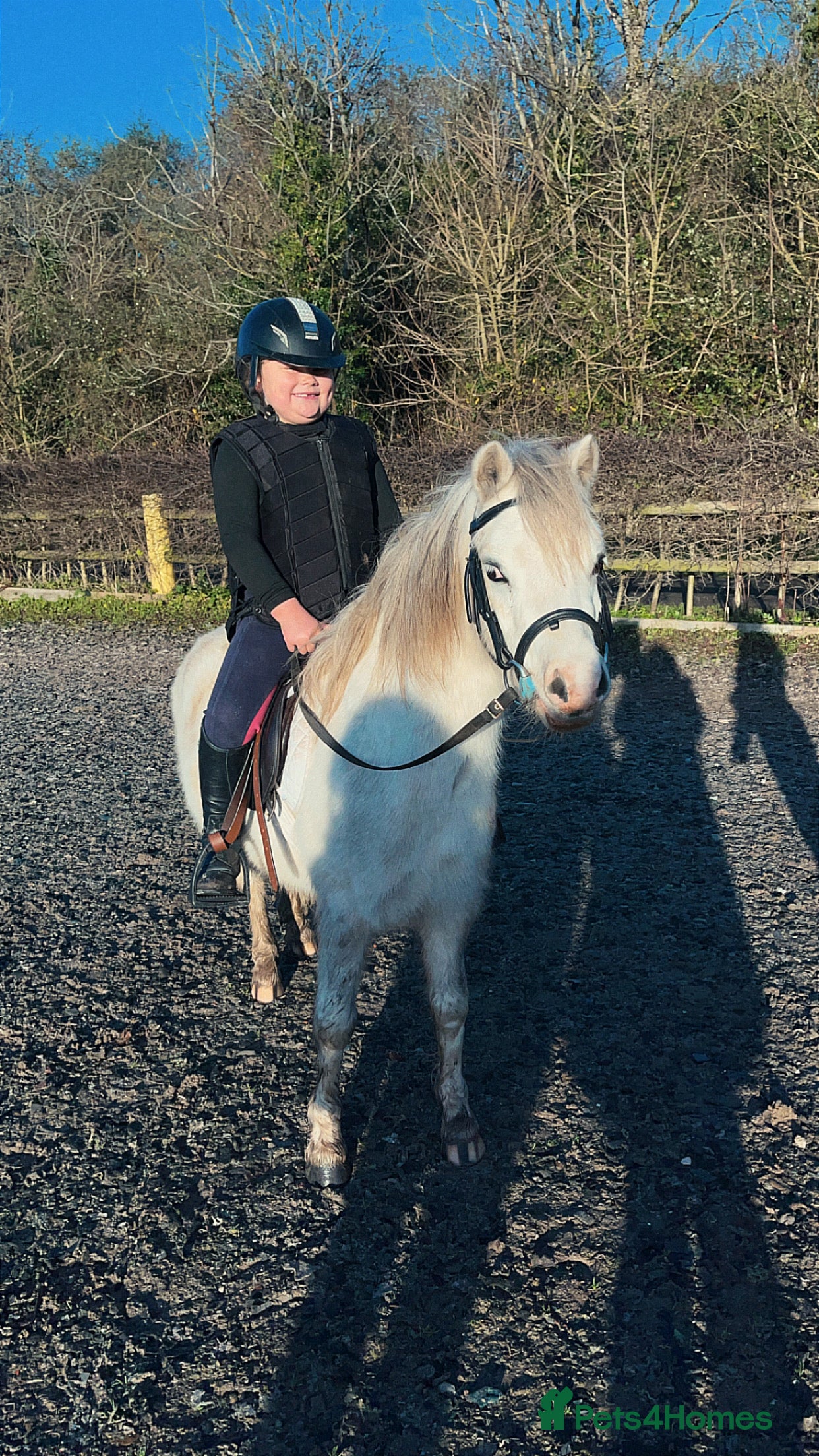 Welsh Section A horses Barbarossa dream time - Advert 1