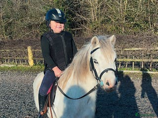 Welsh Section A horses Barbarossa dream time - Advert 14