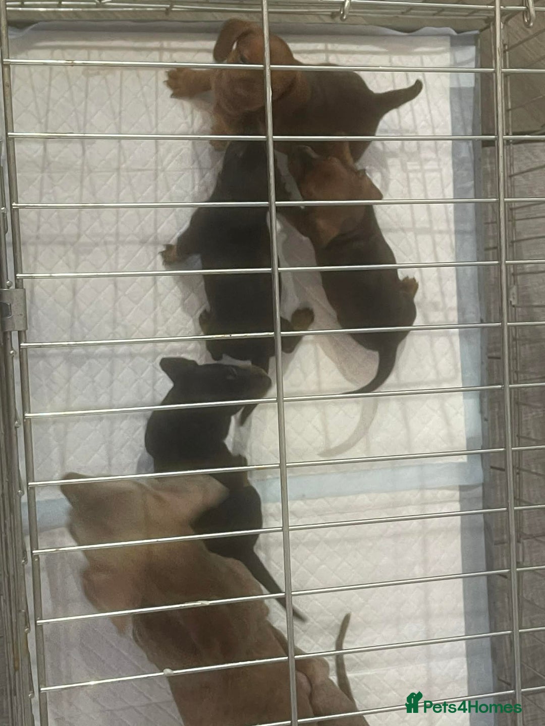 Miniature Dachshund dogs for sale: Miniature dashound  - Advert 15