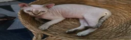 Devon Rex cats for sale: READY NOW Super loving Devon Rex - Advert 1