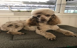 Cockapoo dogs for sale: Fabulous Quality F1b Cockapoos - Advert 4