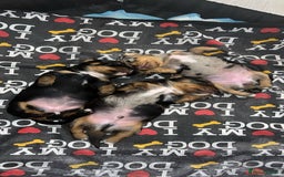 Dachshund dogs for sale: Female Merle and Female Black & Tan Dachshund  - Image 2