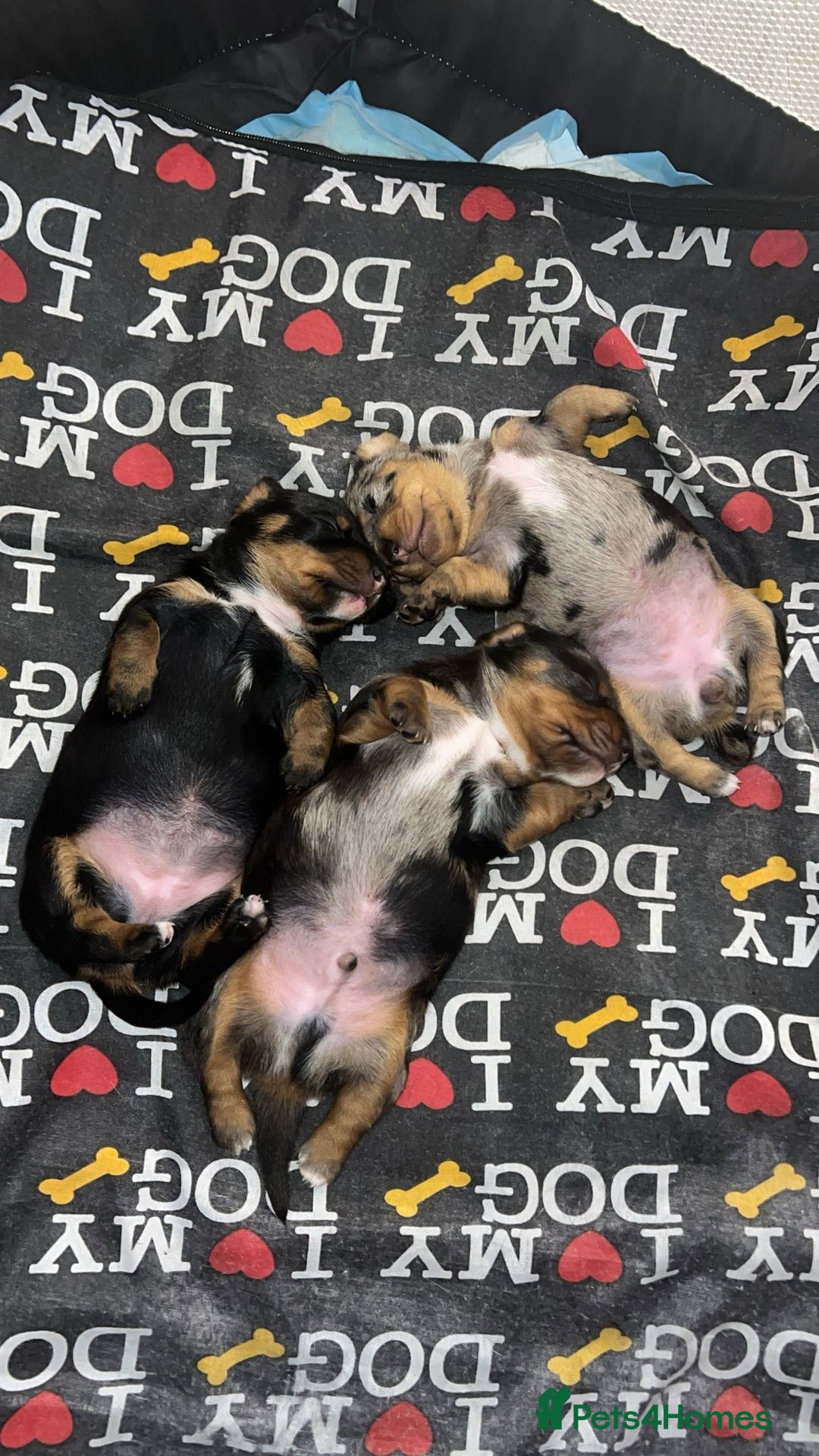 Dachshund dogs for sale: Female Merle and Female Black & Tan Dachshund  - Image 2