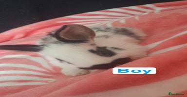 Mixed Breed rabbits - Advert 12