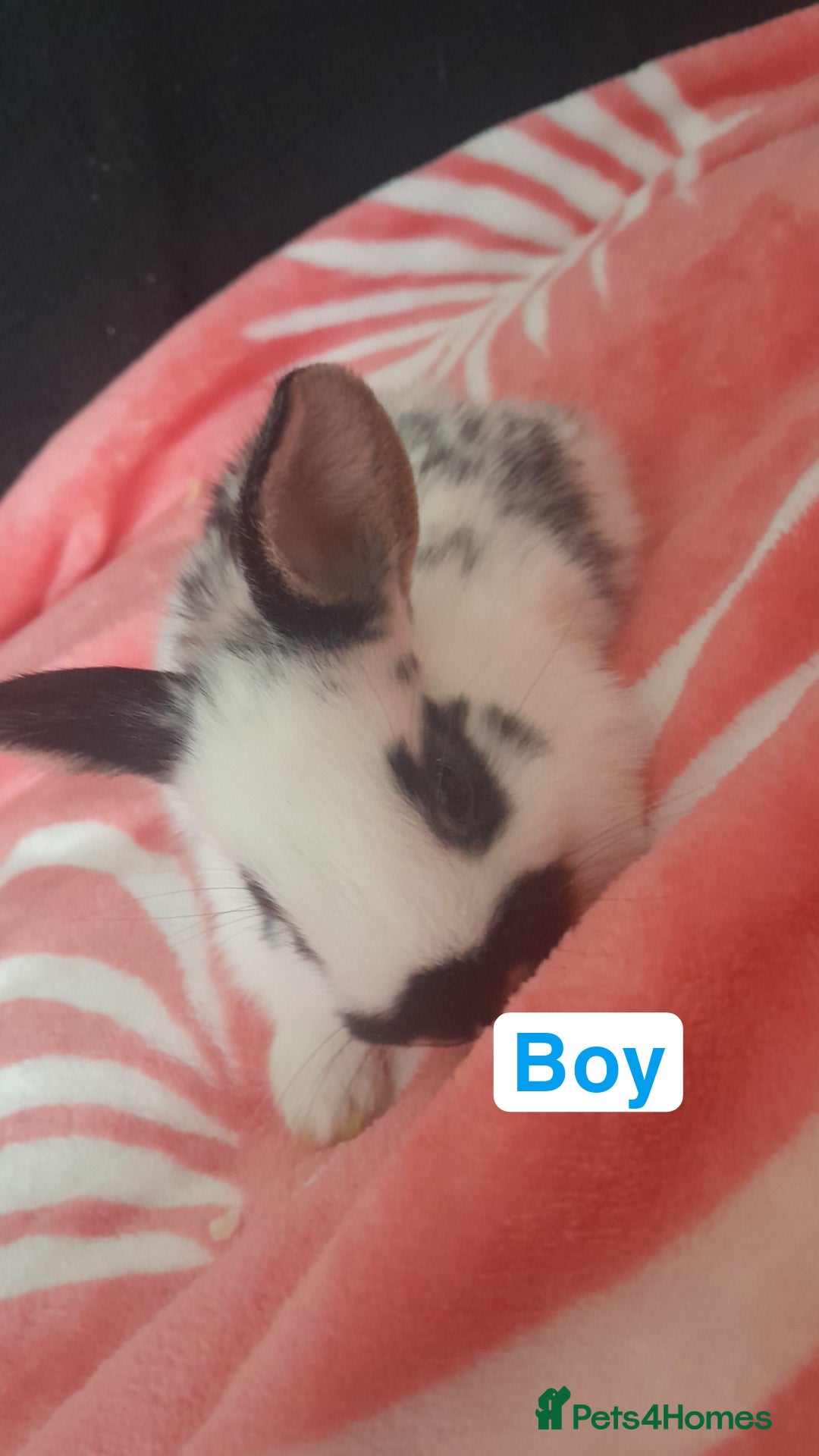 Mixed Breed rabbits for sale: 5 weeks old bunnies ready to go in October 14 - Image 3