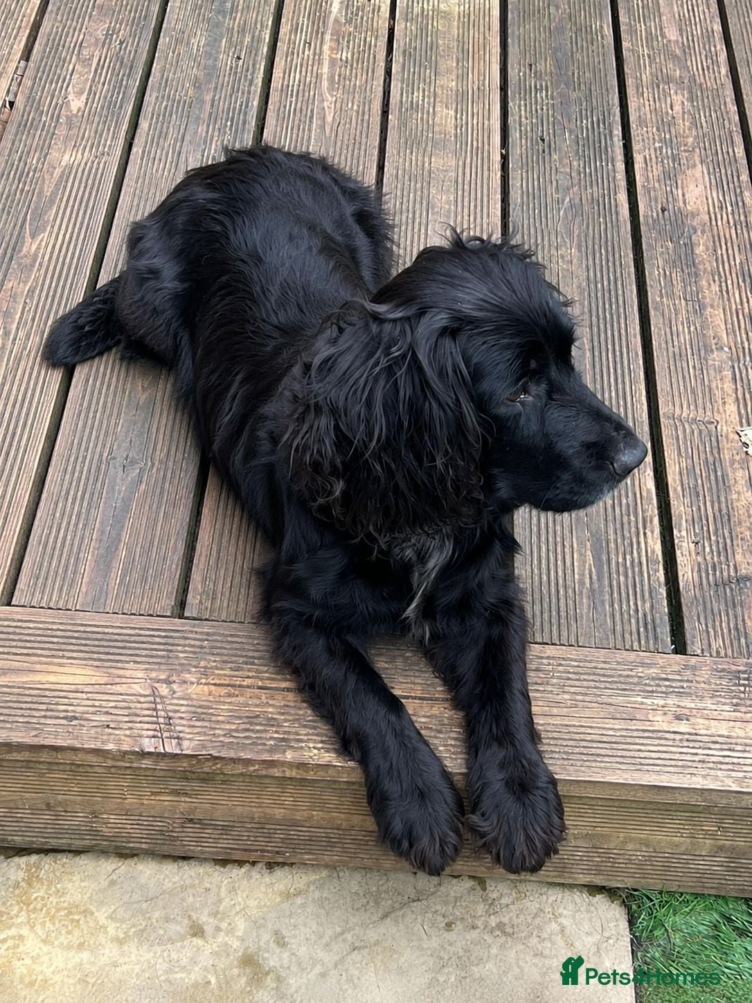 Cocker Spaniel dogs Cocker Spaniel Puppies – 2 Available - Advert 1