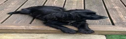 Cocker Spaniel dogs for sale: Cocker Spaniel Puppies – 2 Available in Birmingham - Advert 1