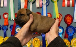 Staffordshire Bull Terrier dogs for sale: A litter of stunning Reds  - Image 4