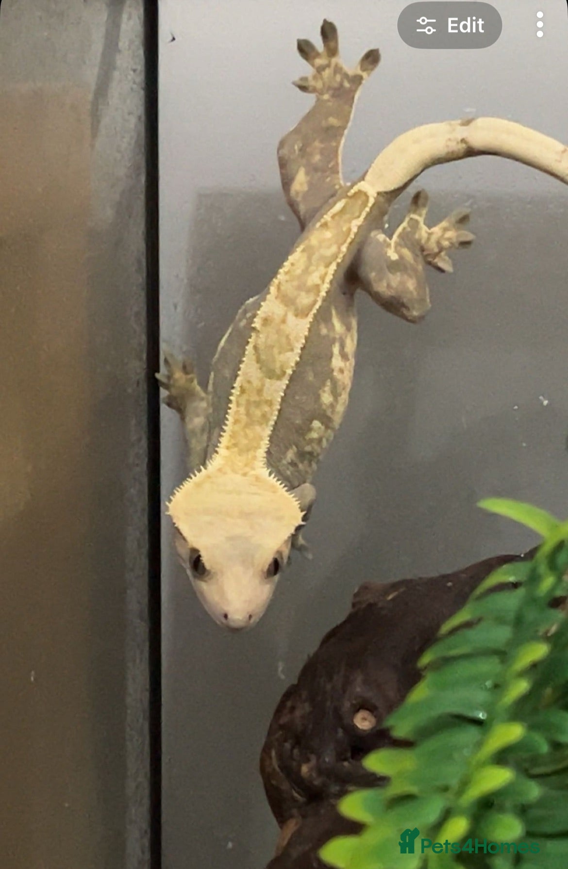 Gecko reptiles Lemon and milkshake  - Advert 1