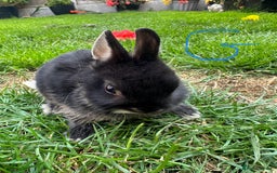 Netherland Dwarf rabbits for sale: Netherland Dwarf Rabbits For Sale  - Image 2