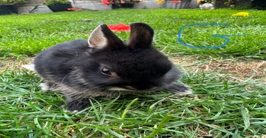 Netherland Dwarf rabbits - Advert 4