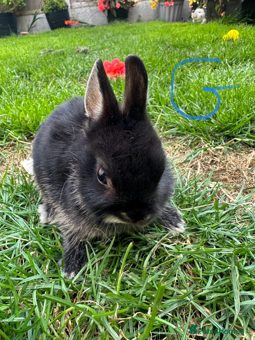 Netherland Dwarf rabbits for sale: Netherland Dwarf Rabbits For Sale  - Image 2