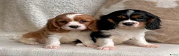 Cavalier King Charles Spaniel dogs for sale: Beautiful cavalier King Charles puppies  - Advert 20