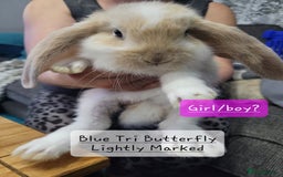 French Lop rabbits for sale: Pure Bred French Lop babies - Image 4
