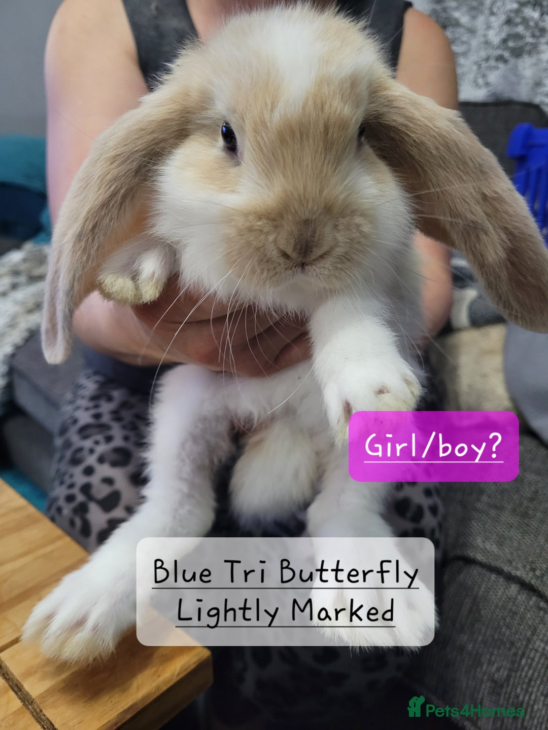 French Lop rabbits for sale: Pure Bred French Lop babies - Image 4