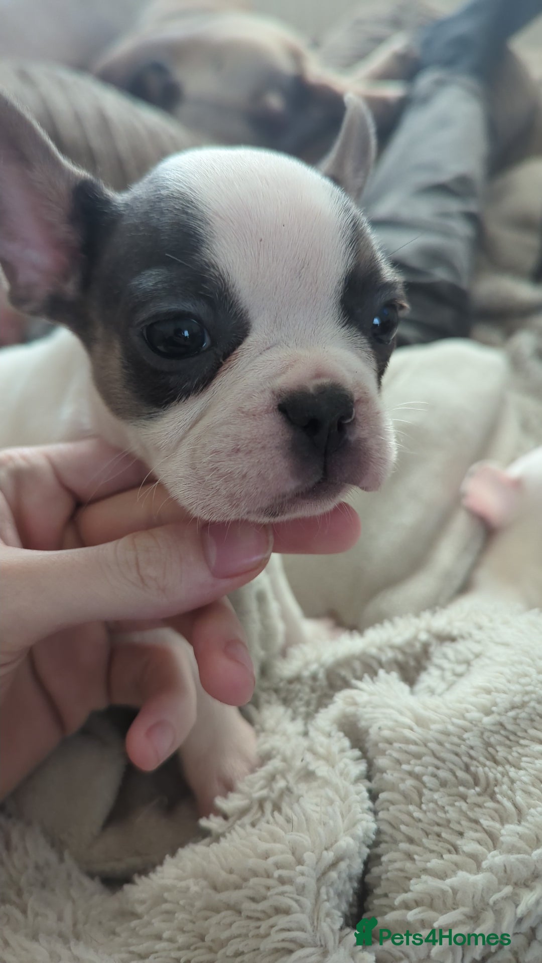 French Bulldog dogs for sale: 2 French Bulldog Puppies for Sale in Bootle - Image 1