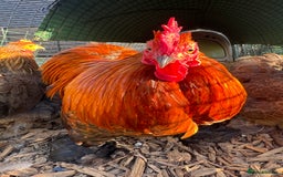 Chickens poultry for sale: *Partridge Pekin Bantam Hens* - Image 5