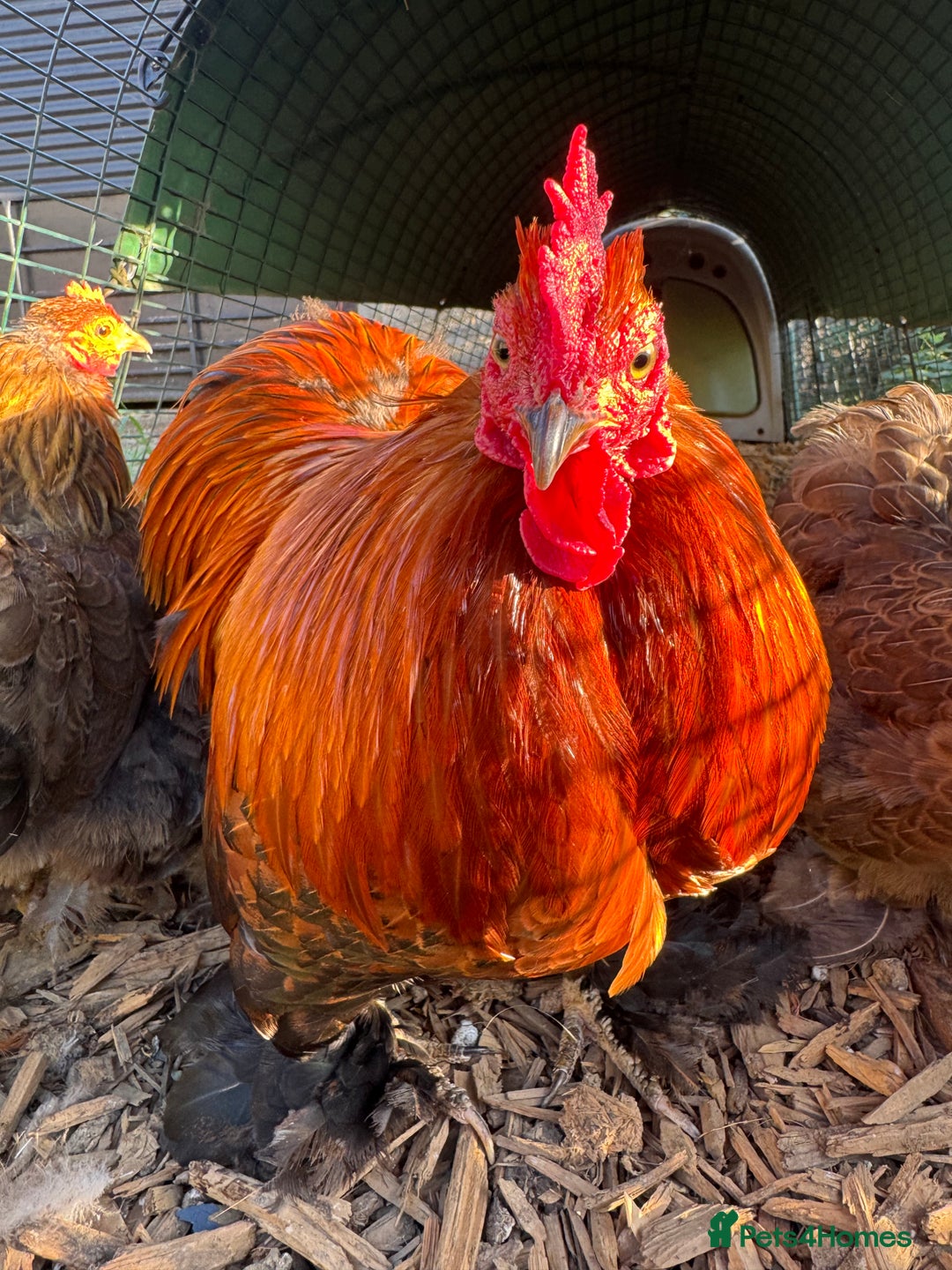 Chickens poultry for sale: *Partridge Pekin Bantam Hens* - Image 5