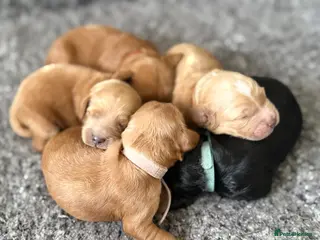 Cockapoo dogs F1 show line cockapoo puppies - Advert 14