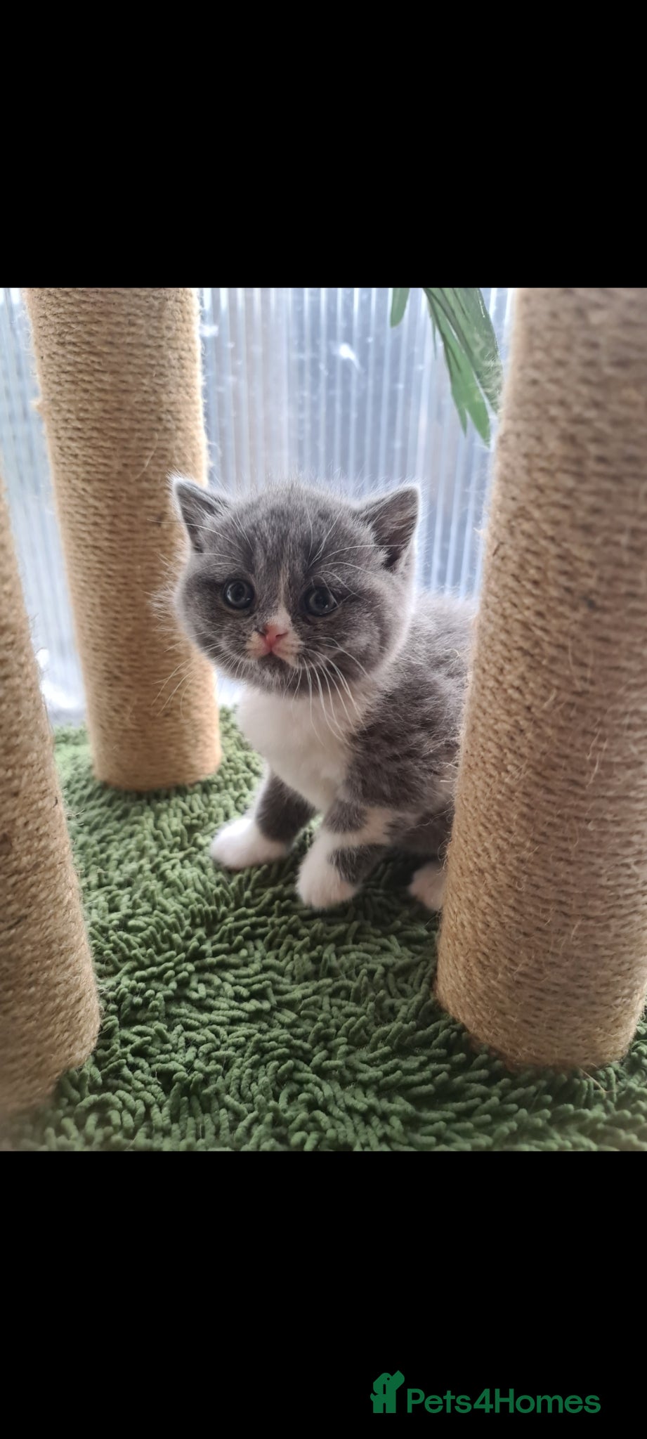 British Shorthair cats British shorthair kittens  - Advert 6
