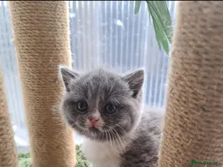 British Shorthair cats British shorthair kittens - Advert 6