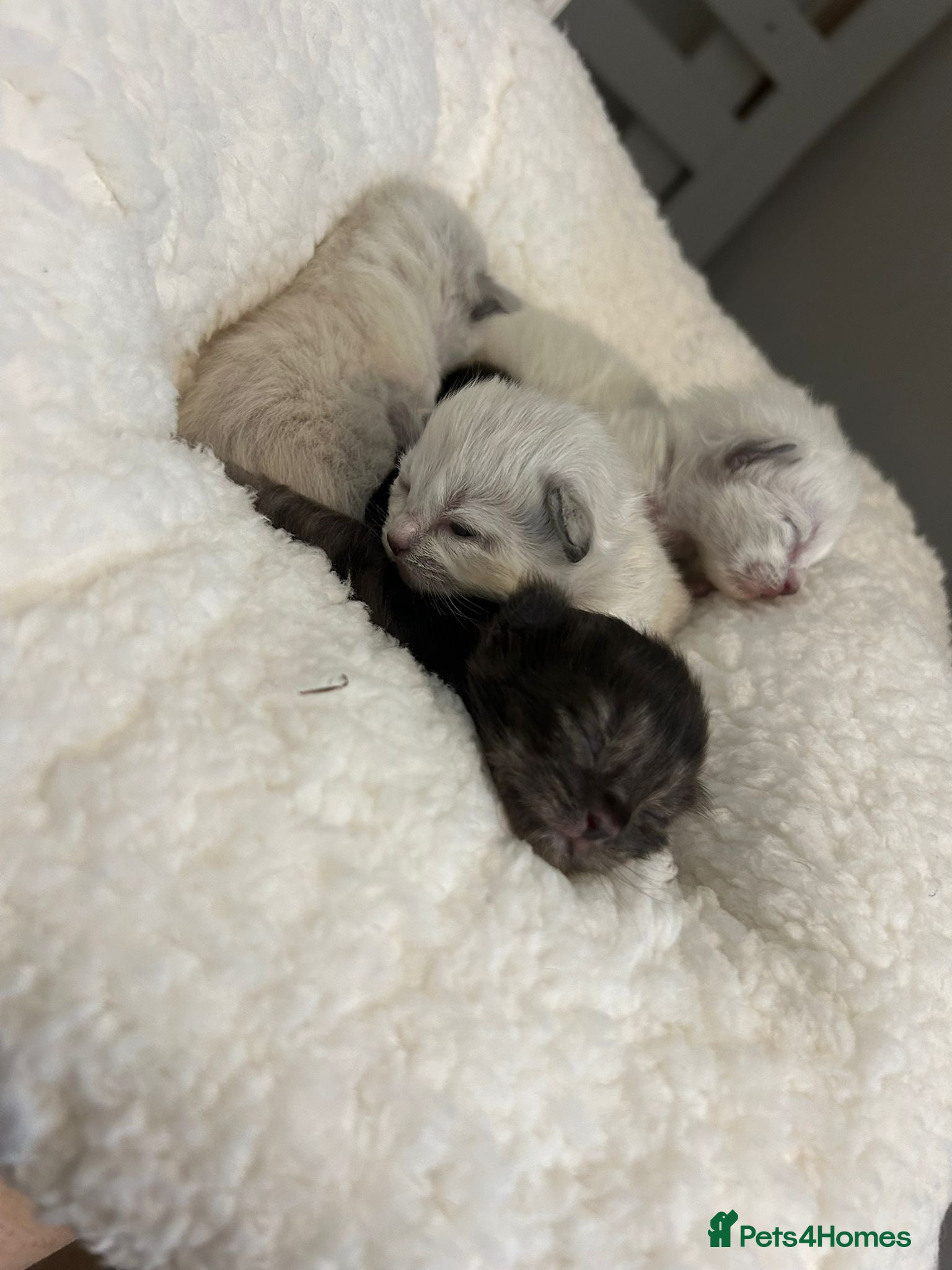 Ragdoll cats 🐾 Beautiful Ragdoll Kittens Available🐾 - Advert 15