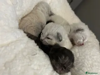 Ragdoll cats 🐾 Beautiful Ragdoll Kittens Available🐾 - Advert 15