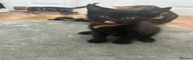 Black Kitten Boy Brown Collar