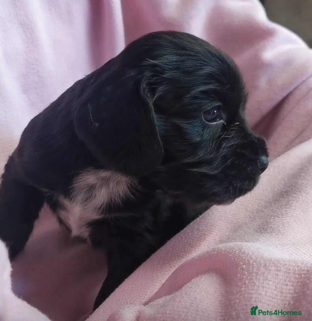Cocker Spaniel dogs for sale: Adorable Cocker Spaniels  - Image 1