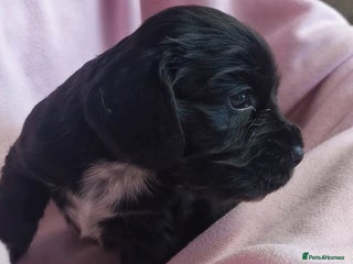 Cocker Spaniel dogs - Advert 21