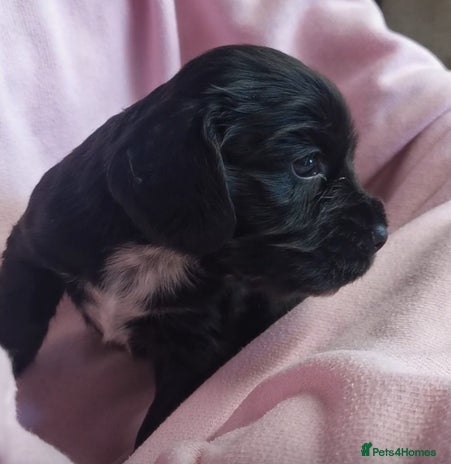 Cocker Spaniel dogs - Advert 6