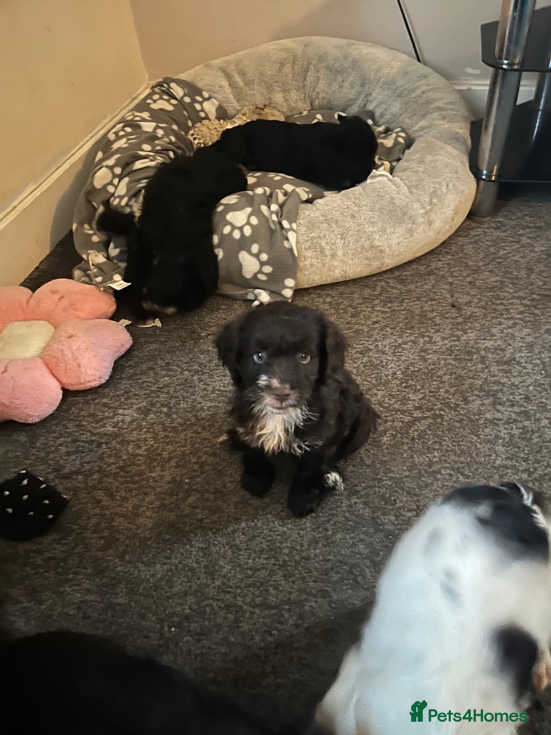 Cockapoo dogs for sale: Adorable Cockapoo Puppies  - Image 7