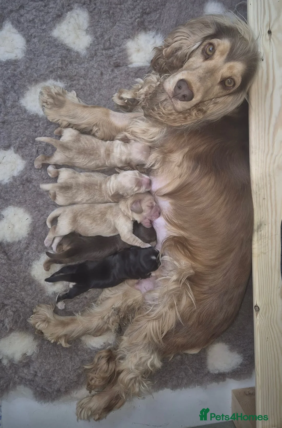 Cocker Spaniel dogs for sale: 🤍 KC Show Cocker Spaniels 🤍 - Advert 2