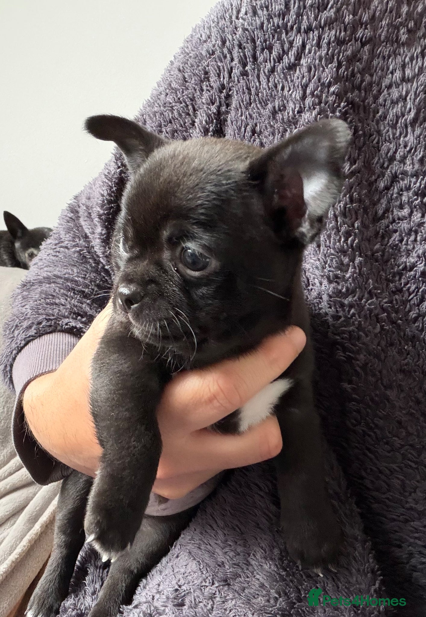 Chihuahua dogs Stunning Chihuahua Puppies - Final Puppy  - Advert 3