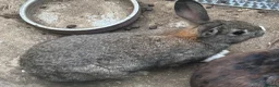 Dutch rabbits for sale: Free roaming Rabbits seek loving home - Advert 4