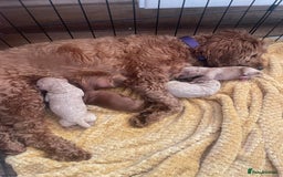 Cockapoo dogs for sale: Beautiful F2 Cockapoo Puppies PRA CLEAR  - Image 8