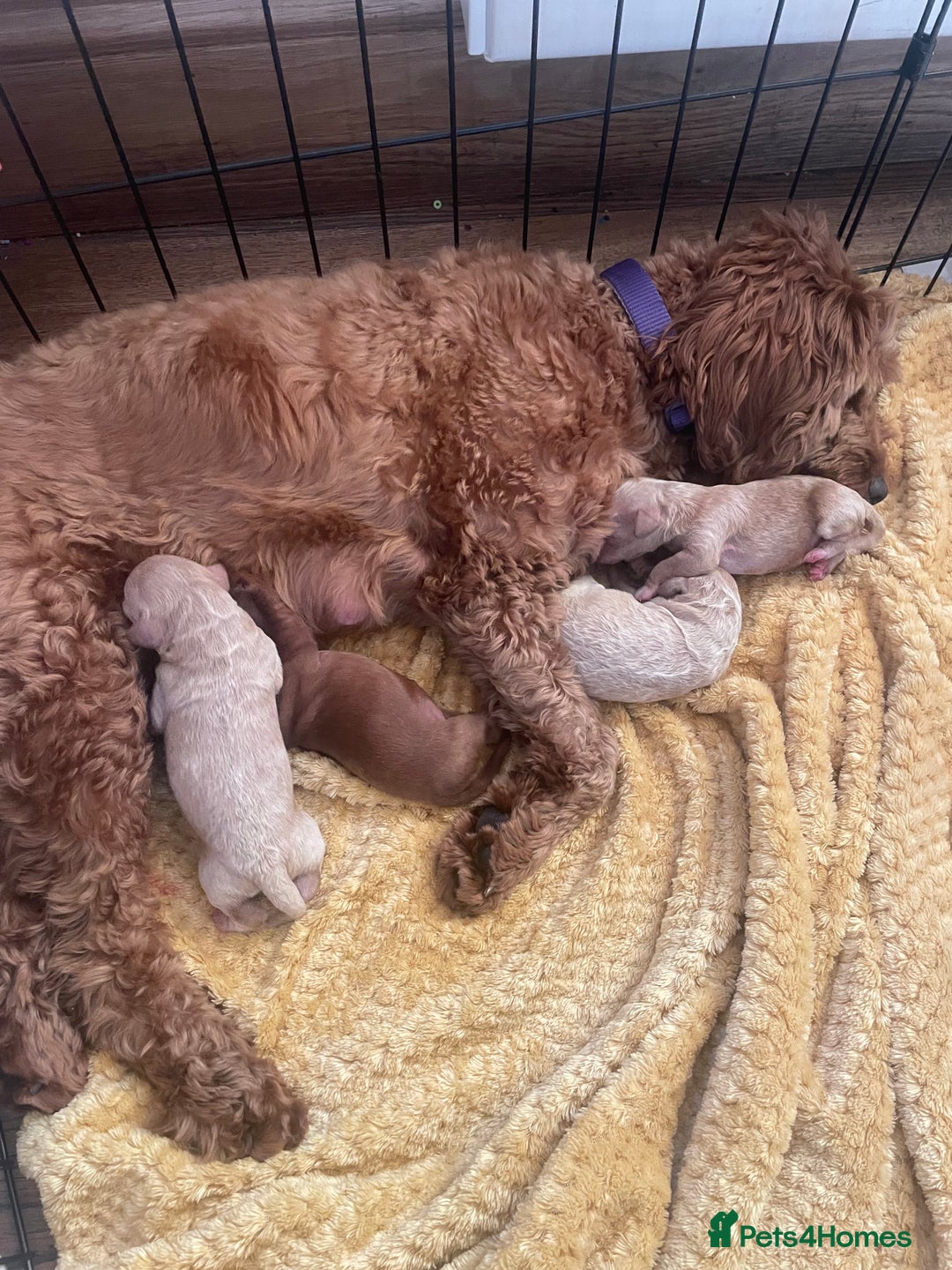 Cockapoo dogs for sale: Beautiful F2 Cockapoo Puppies PRA CLEAR  - Image 8