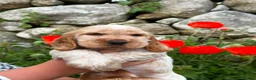 Cocker Spaniel dogs for sale: Kc show cocker spaniels  in Newry - Advert 6