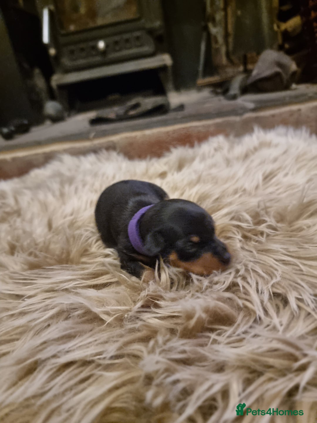 Miniature Pinscher dogs for sale: Miniature pinscher pups - Advert 35