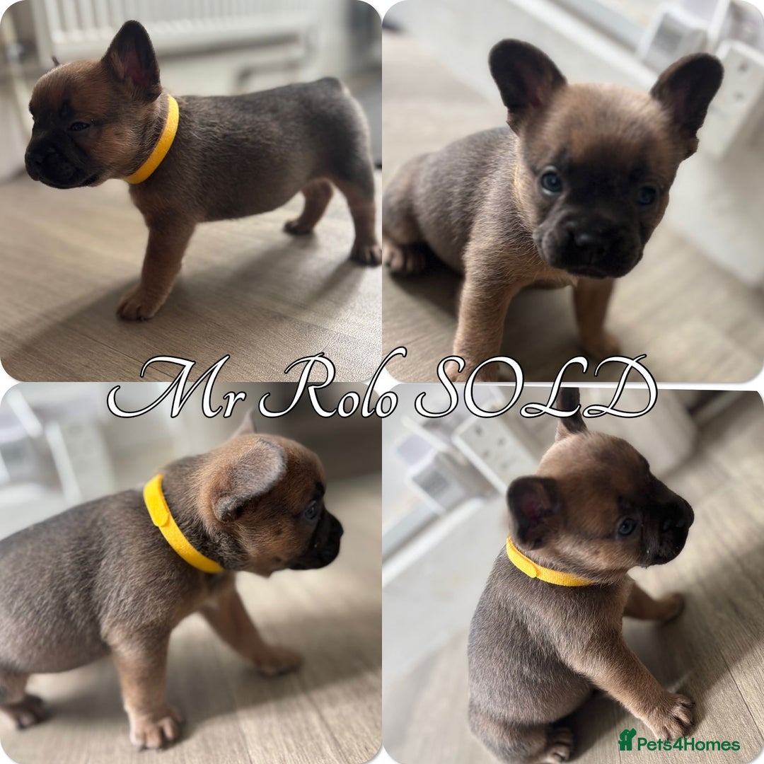 French Bulldog dogs for sale: French Bulldog Puppies in Altrincham - Image 4