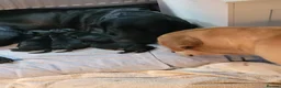 Labrador Retriever dogs for sale: Black Labrador puppies  - Advert 6