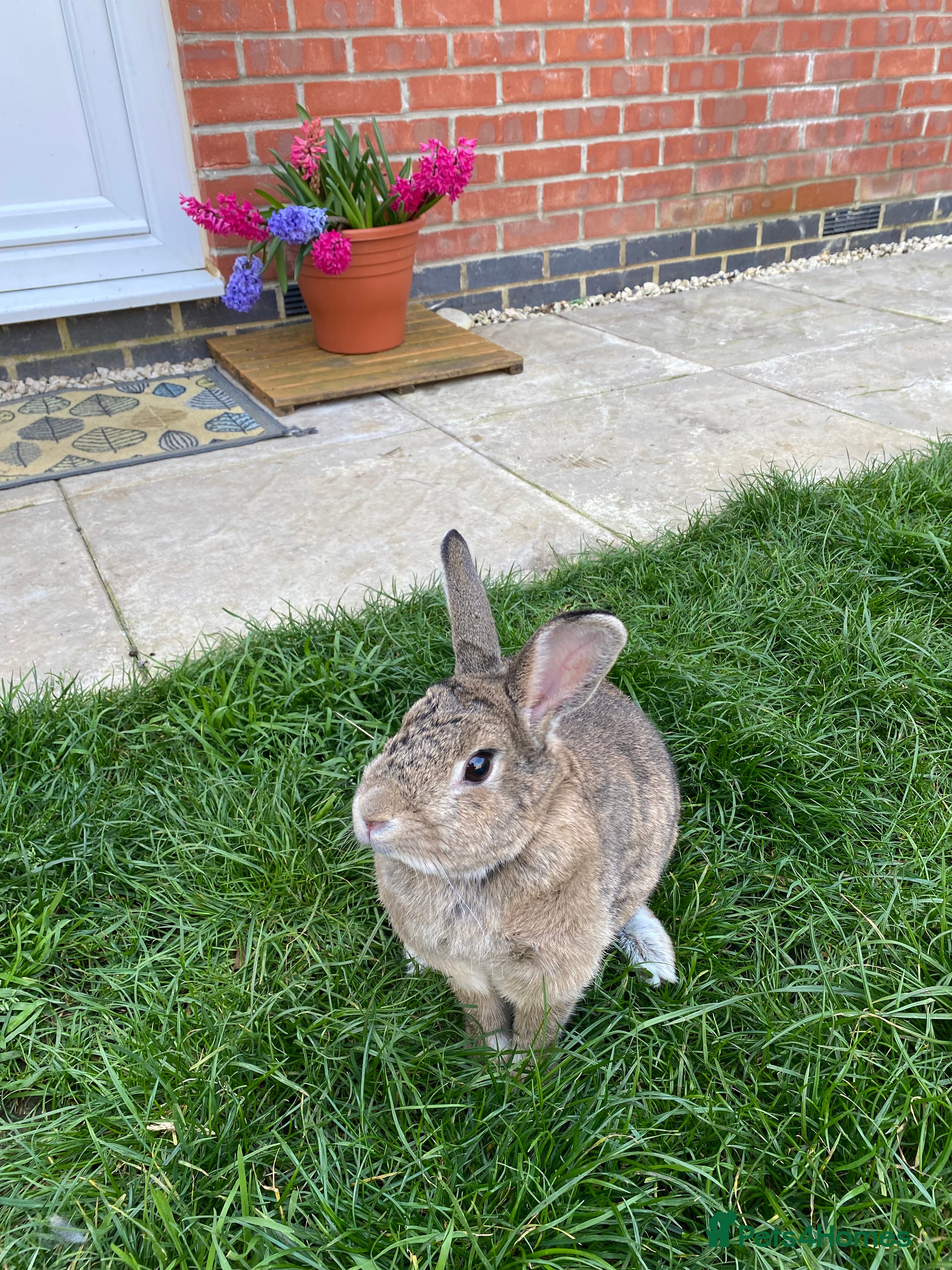 Mixed Breed rabbits Tammy - Advert 12