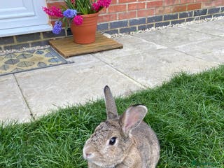 Mixed Breed rabbits Tammy - Advert 12