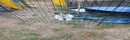 Fox Terrier dogs for sale: KC Wire haired fox terrier pups based in Kent - Advert 7