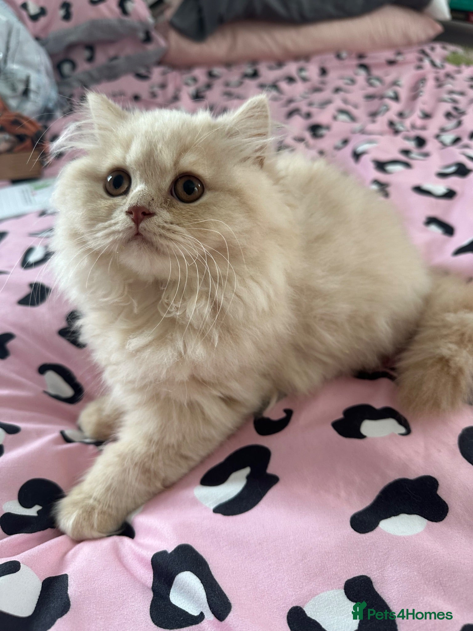 British Longhair cats Cream LH male  - Advert 2